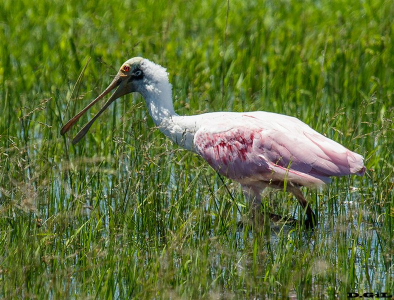 ESPATULA ROSADA (Platalea ajaja) - La Arenisca - COLONIA (Noviembre 2013)
